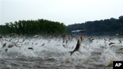 This December 2009 photo shows Illinois River silver carp jumping out of the water after being disturbed by the sounds of watercraft.
