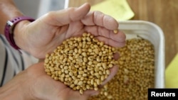 美国北达科他州科尔法克斯附近的家庭农场，凡妮莎·库默正在检查大豆的品质（2019年8月6日）。