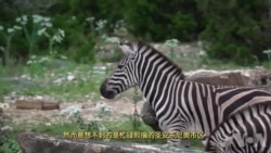 走进美国：德州牧场饲养5百只奇珍异兽