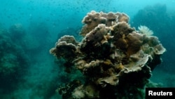 Un banco de peces pasa por un arrecife de coral en las aguas frente a la costa de la provincia sureste de Rayong, Tailandia, el 28 de febrero de 2024.