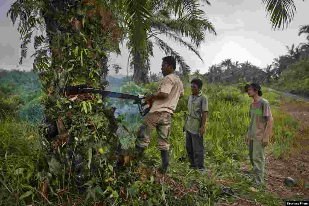 Rudi Putra supervises a forest restoration team cutting down a palm oil tree in the Leuser Ecosystem, Indonesia. (Goldman Environmental Prize)
