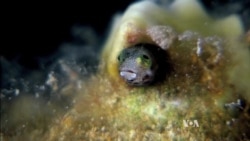 Breakthrough Film Shows Wondrous Underwater World