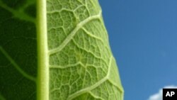 MIT scientists have created an artificial leaf which mimics photosynthesis and could be useful as an inexpensive source of electricity.
