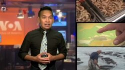 Pulihnya Akuakultur Tiram dekat New York