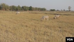 គោស៊ីស្មៅ នៅក្នុងវាលស្រែមួយក្នុងឃុំពន្លៃ ស្រុកភ្នំស្រុក ខេត្តបន្ទាយមានជ័យ ដែលត្រូវបានកសិករបោះបង់ចោល ដោយសារកង្វះទឹក។ ថ្មីៗនេះ រដ្ឋាភិបាល​បាន​ប្រកាស​អំពី​អាកាសធាតុ​ក្តៅ​ខ្លាំង និង​គ្រោះ​រាំង​ស្ងួត នៅ​ក្នុង​រដូវ​ប្រាំង​ឆ្នាំ​នេះ។ (ស៊ុន ណារិន/VOA)