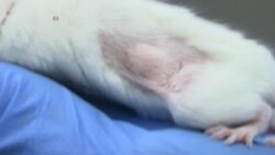 Mice Help Find the Right Chemotherapy Treatment for Cancer Patients