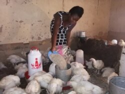 Katenes Seyani, who benefitted from the European Union-sponsored project offering job training for self-employment in Malawi, feeds her broilers.