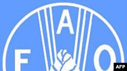 Liên Hiệp Quốc: Cúm gà hoành hành trở lại