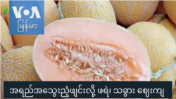 အရည်အသွေးညံ့ဖျင်းလို့ ဖရဲ၊ သခွား ဈေးကျ “လယ်ယာစီးပွားသတင်းများ”