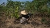 A farmer works his field on the outskirts of the capital Bangui, Central African Republic, March 22, 2014.