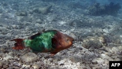 Các công trình nghiên cứu về san hô tìm thấy lớp san hô chết nằm dưới đáy biển