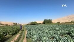 د سږ کال کښتونه خپل لګښت هم نه پوره کوي – د کندز کروندګر