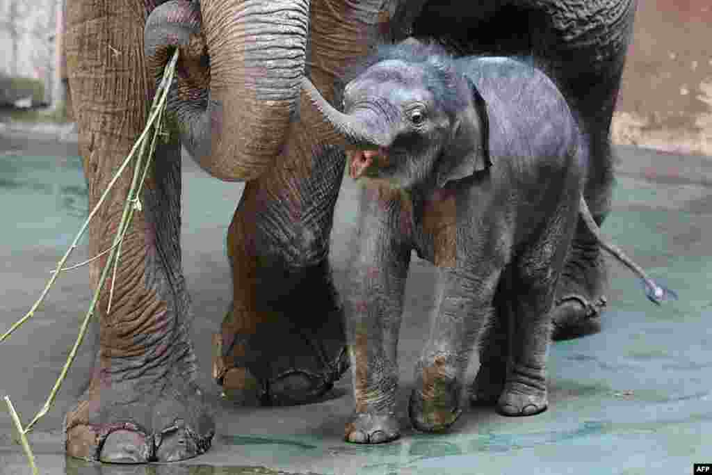 A newborn male Indian elephant calf named 'Filimon' walks next to its mother in their enclosure at the Moscow Zoo.