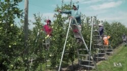 Rural America Braces for Labor Shortages After Immigration Crackdown