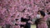 El coronavirus vacía zonas turísticas de Japón en época de cerezos