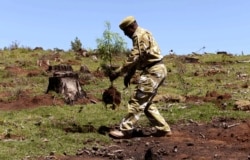 FILE - A Kenyan Wildlife Service ranger plants a seedling at the Kaptunga station of the Mau Forest, Jan. 15, 2010. Kenya's government planted trees after relocating about 20,000 families from the Mau forest in 2009.