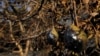 Wind, Fire, Ash Destroy Much of California Avocado Crop
