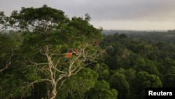 FILE - Macaws sit on a tree at the Amazon rainforest in Manaus, Amazonas State, Brazil Oct. 26, 2022.