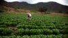 Official: Make Latin America's Farmers More Tech-Savvy to Stop Urban Drift 