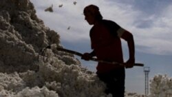 O'zbekiston-Qozog'iston-Paxta-Navbahor Imamova