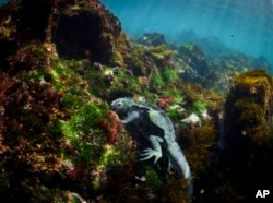 A marine iguana found only in the Galapagos Islands feeds on algae and other plants off of Fernandina Island, Ecuador on Saturday, June 8, 2024. The marine iguana feeds directly from the ocean, making it a good indicator of overall ocean health. (AP Photo/Alie Skowronski)