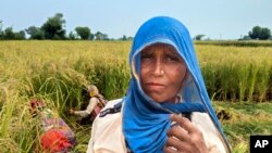 Savita Singh, a farm worker, looks on as other farm workers harvest wheat in Nanu village of Aligarh district in Uttar Pradesh state, India, on Oct. 17, 2023. Singh lost a finger to amputation in 2022 due to a chemical infection.