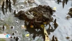 Los guardianes del cangrejo azul, una especie en extinción en El Salvador