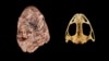 Creature Offers Clues on Amphibian Evolution