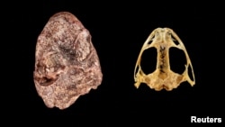 A composite image shows the fossil skull of the Permian Period proto-amphibian Kermitops (L) alongside a modern frog skull (Lithobates palustris), in this undated handout. (Brittany M. Hance, Smithsonian/Handout via REUTERS)