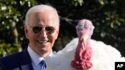 Presiden AS Joe Biden berbicara setelah mengampuni dua kalkun dalam acara perayaan menjelang Thanksgiving di Gedung Putih, Washington, pada 25 November 2024. (Foto: AP/Mark Schiefelbein)