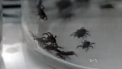 First Tick Genome Map Could Chart Ways to Stop Parasite