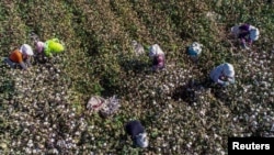 资料照片：中国新疆哈密的农民在摘棉花。（2018年10月14日）