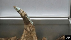 FILE - A confiscated rhino horn is placed in a container before being destroyed in Hanoi, Vietnam, Nov. 12, 2016.