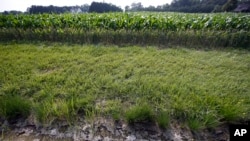 FILE - A dry water ditch is seen next to a corn field in Cordova, Maryland, June 11, 2015. 