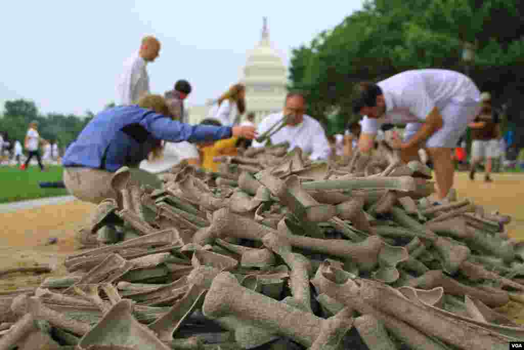 Volunteers select artificial bones to display on the National Mall, Washington, D.C, on June 8, 2013,&nbsp;at the "One Million Bones" installation, which aims to raise awareness of genocide and atrocities. (Jill Craig/VOA)