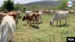 Ganado en el campo venezolano. Foto: Cortesía - Captura de video