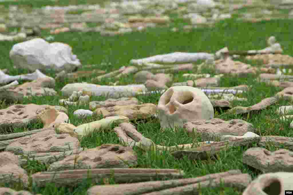 Artificial bones displayed at "One Million Bones" installation on the National Mall, Washington, D.C., June 8, 2013. (Jill Craig/VOA)