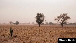 Rockefeller Foundation projects in Africa are working to help farmers cope with the effects of climate change. (Photo courtesy World Bank) 