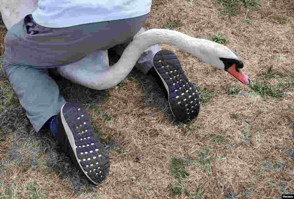 Officials record and examine cygnets and swans during the annual census of the Queen&#39;s swans, known as &#39;Swan Upping&#39;, along the River Thames near Chertsey, Britain.