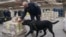 FILE - Denver, a Canada Border Service Agency drug-sniffing dog, demonstrates his drug-finding abilities at the Lansdowne Port of Entry next to the Thousand Islands Bridge in Lansdowne, Ontario, Canada, Feb. 12, 2025. 