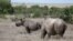 FILE - A black rhino calf, left, and its mother are seen at the Ol Pejeta Conservancy in Laikipia national park near Nanyuki, Kenya, May 22, 2019. 