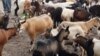 Livestock Epidemic Spreading in DRC