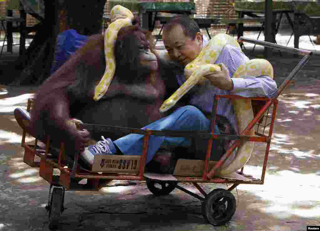 Manny Tangco, owner of Malabon Zoo, holds a pair of albino Burmese Python as he plays with an orangutan as they celebrate World Animal Day in advance at the Malabon Zoo, north of Manila, Philippines. World Animal Day is celebrated on Oct. 4.