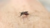 Zika: Who Is at Risk? What Are the Effects?