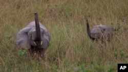 FILE - A mother and baby elephant forage in the rain forest in Lope Reserve, Gabon, July 4, 2001. Over 30 years the population of forest elephants has dropped from a million to 100,000.