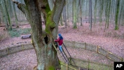 ต้นไม้อายุกว่า 500 ปีนี้มีความสูง 25 เมตร และโพรงสื่อรักนี้อยู่สูงจากพื้นดินราว 3 เมตร