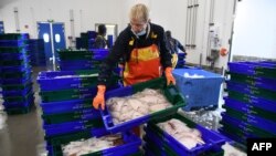 FILE - Workers unload fish at the port of Roscoff, western France, Nov. 12, 2020. 