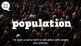 Everyday Grammar Video: 'Population' in Sentences