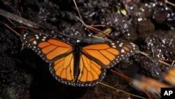 FILE - A monarch butterfly rests near a stream at Piedra Herrada sanctuary in the mountains near Valle de Bravo, Mexico, Jan. 4, 2023. 