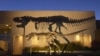 Rare T. Rex Leaves Montana, Heads to Smithsonian
